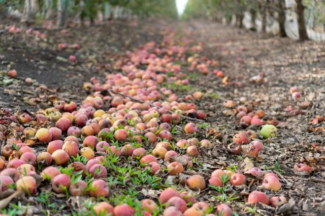 Apples that have fallen to the ground in orchard