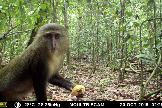 Lesula (Cercopithecus lomamiensis)