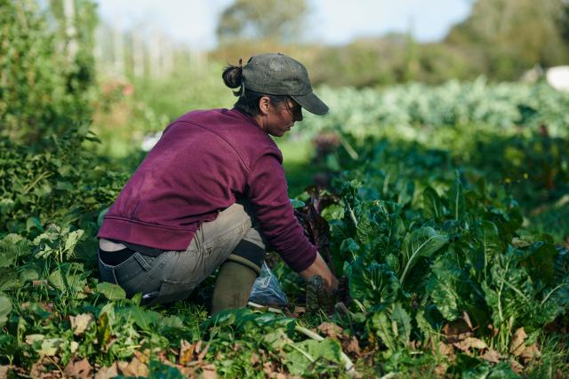 A worker from Tyddyn Teg farm crouched down harvesting vegetables from the field. 