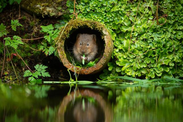 Water vole (Arvicola amphibius) eating aquatic vegetation, Kent, UK