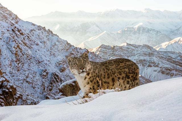Snow Leopard camera trap