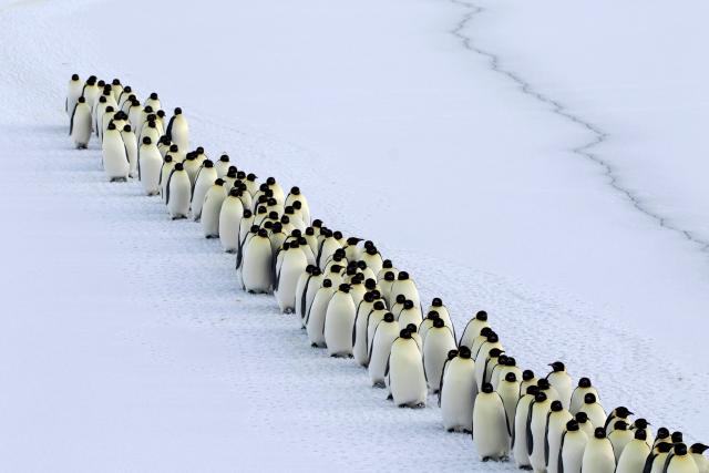 Emperor penguin mass arrival for breeding