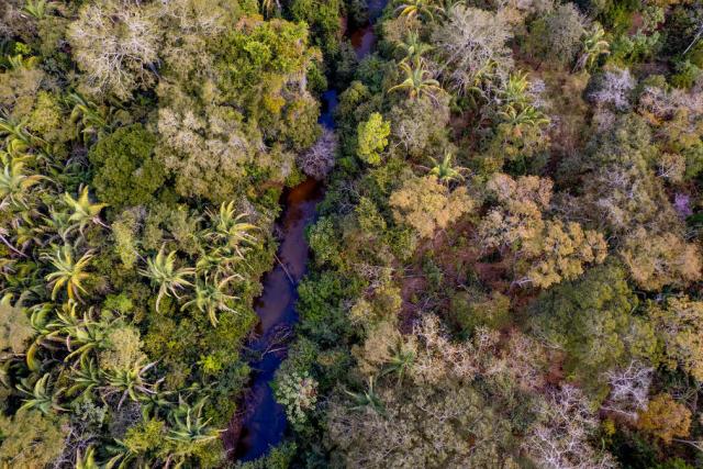 Amazon river with trees either side 