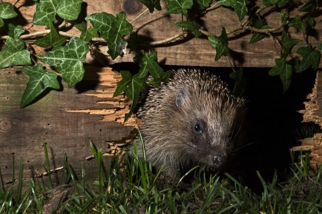 European hedgehog using hole in garden fence to move between gardens, Norfolk, England, UK
