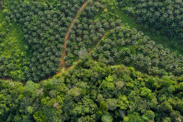 Aerial view of the limit between palm oil plantation and the jungle. Visiting vast Palm oil plantation in Central Kalimantan.