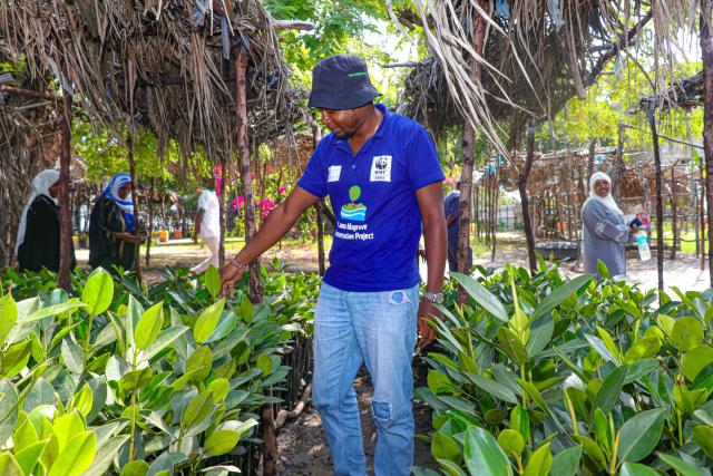 Man in a blue t-shirt with WWF logo checking the leaves of plants in a tree nursery
