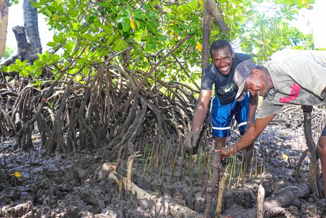 Two men smiling and planting mangroves