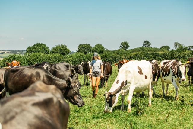 Sophie Gregory - Farmer amongst her cattle 