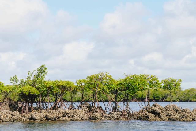 mangrove trees growing in the ocean