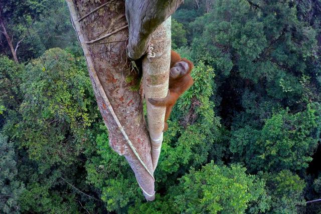 Orangutan high up in a tree
