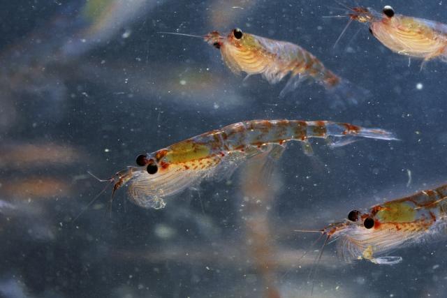 Krill play an important role in the fight against climate change