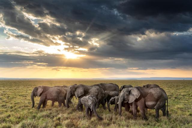 Elephant herd grazing at sunset Masai Mara, Kenya, Africa