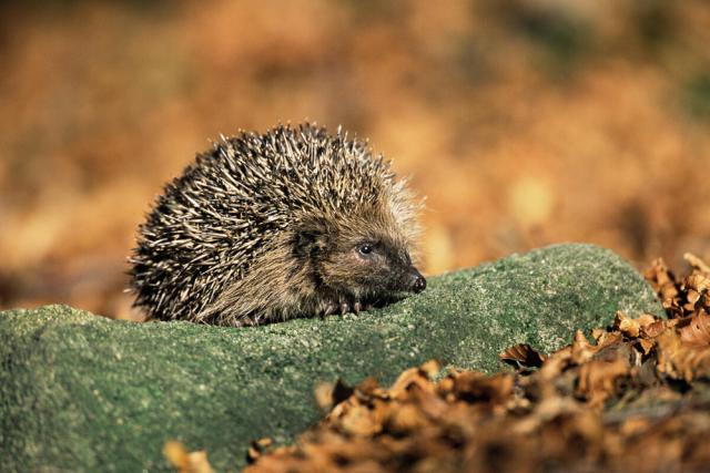 European Hedgehog in beech woodland. Derbyshire