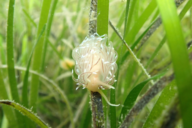 Nudibranch in seagrass meadow, Orkney, Scotland