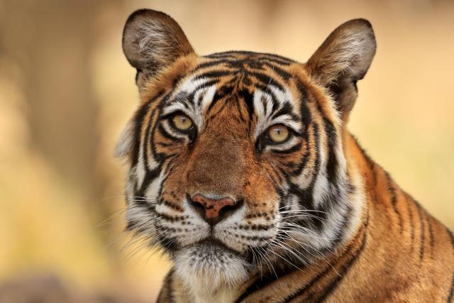 Bengal tiger (Panthera tigris) tigress 'Noor' ,Ranthambhore, India