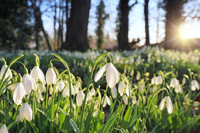 Clumps of early snowdrops with trees in the distance, photographed as the sun sets.