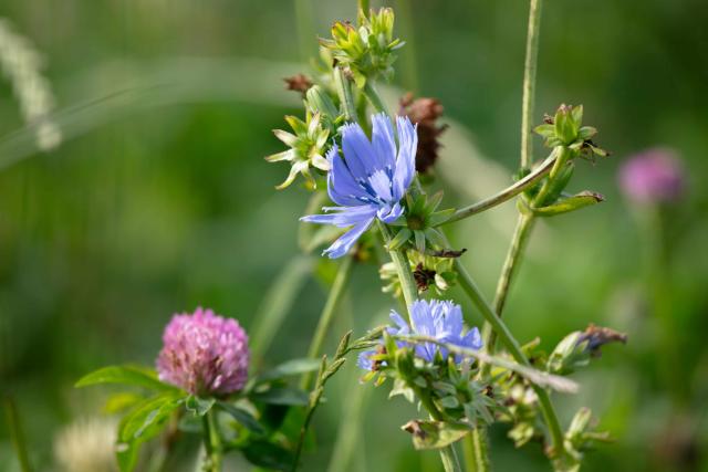 Herbal ley on Whitriggs Farm, The Scottish Borders