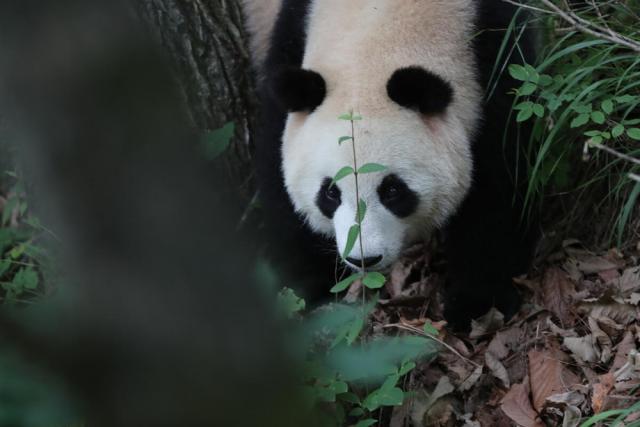 Wild Giant Panda in foping country, China 
