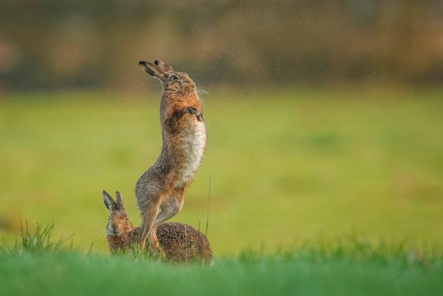 A female brown hare (Lepus europaeus) avoids the amorous advances of an eager male, Derbyshire, UK