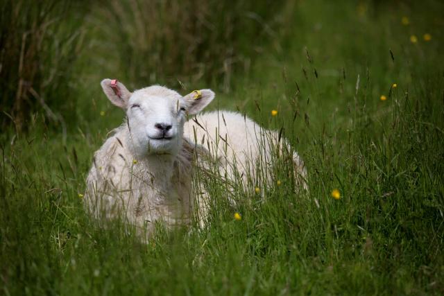 Sheep on Middleton Croft, Scotland