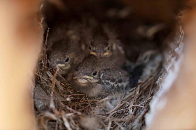 Pied wagtail chick at Little Trochry farm, Scotland