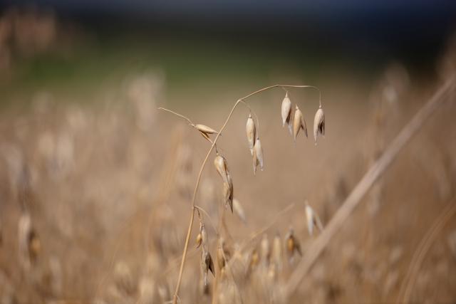 Wheat growing at Whitriggs Farm, The Scottish Borders