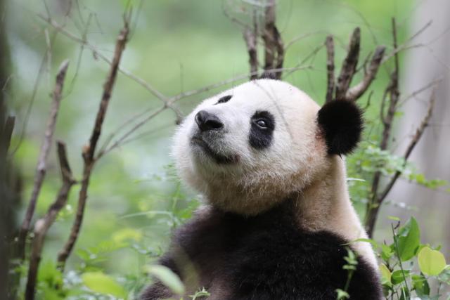 Wild giant panda in Foping country, Qinling Mountains, China