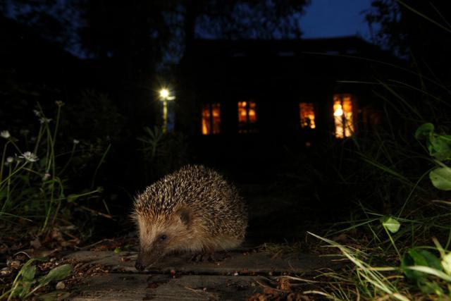 European hedgehog in garden at night with house behind