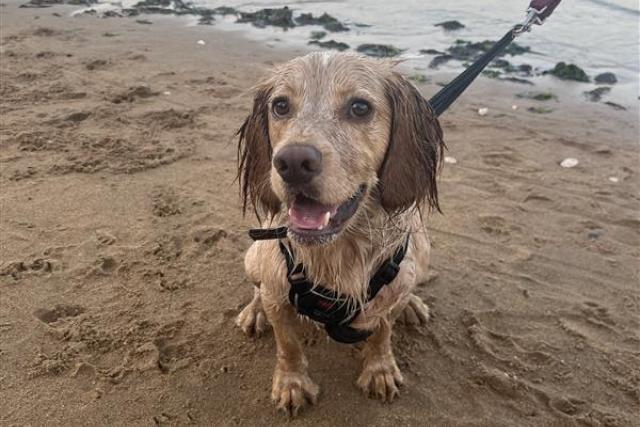 Beige dog on lead on the beach