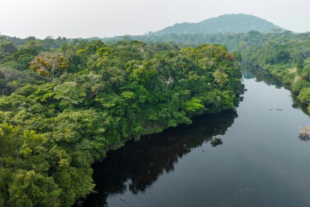 Aerial view. A river in a tropical rainforest.