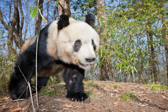 Giant Panda (Ailuropoda melanoleuca) young male, Qinling Mountains, China