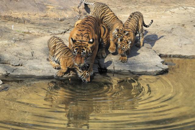 Tigress and three cubs drinking from a river