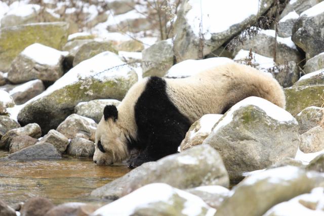 Panda drinking water