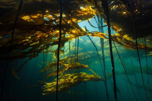 Scenic view of a bull kelp forest Canada