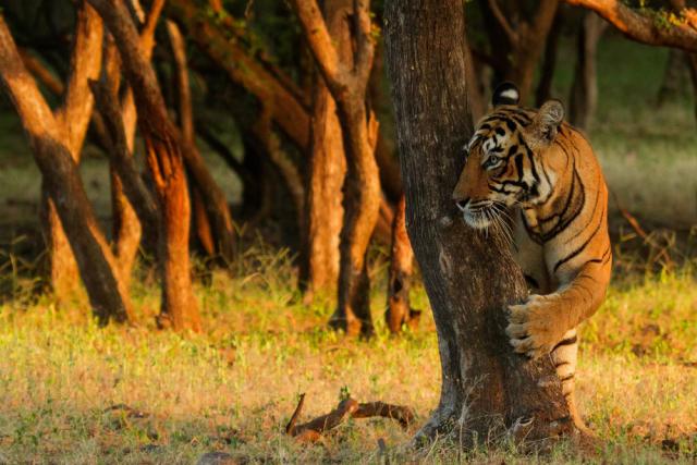 Tiger among the trees Ranthambore National Park, India