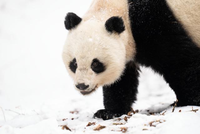 Wild Giant Panda (Ailuropoda melanoleuca), female, in Giant Panda National Park, Sichuan, China