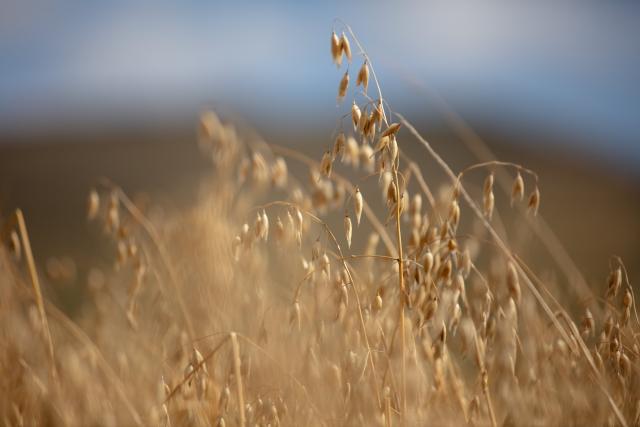 A field of winter oats on Whitriggs Farm, Hawick, Scotland.