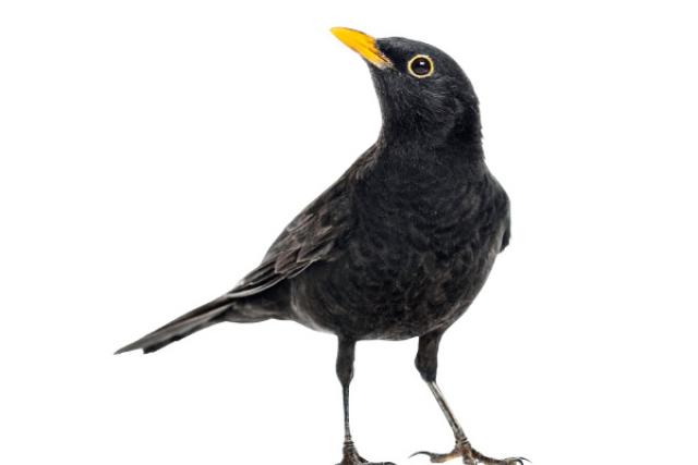 blackbird-getty.jpg