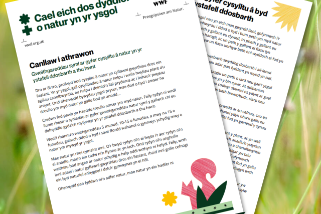 Daily dose of nature activity pack in Welsh language