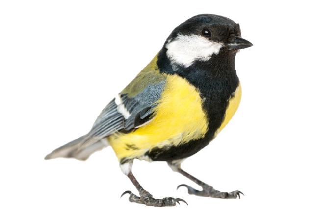great-tit-getty.jpg