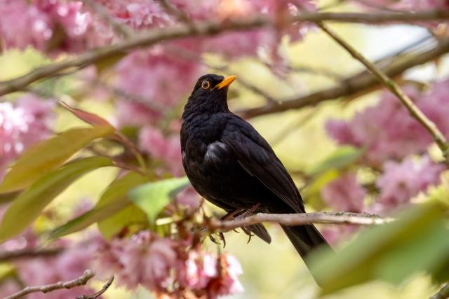 A black bird perched amongst pink cherry blossoms