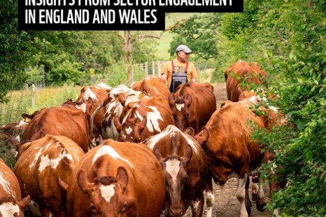 Cover image for 'Insights from sector engagement in England and Wales' report