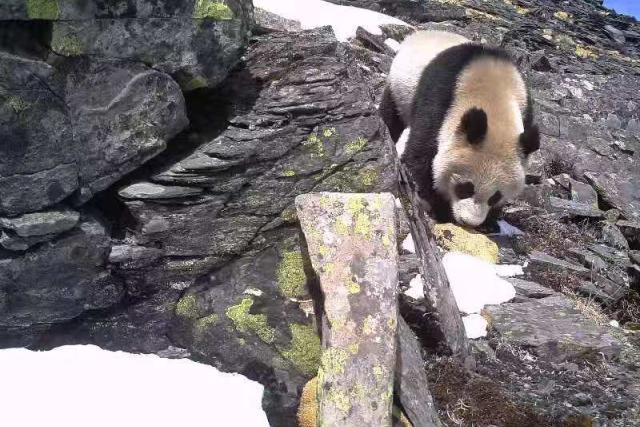 Camera trap image of a panda walking down a steep rocky slope