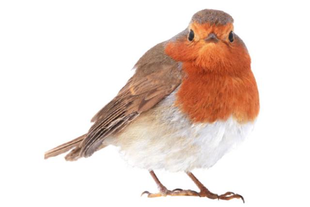robin-getty.jpg