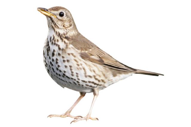 song-thrush-getty.jpg