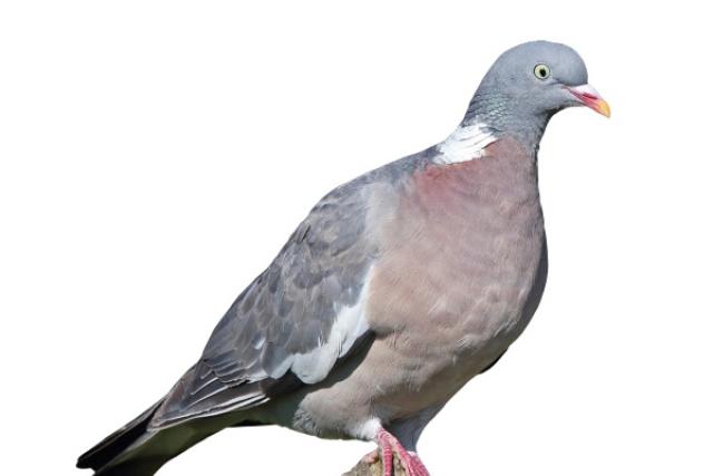 woodpigeon-getty.jpg