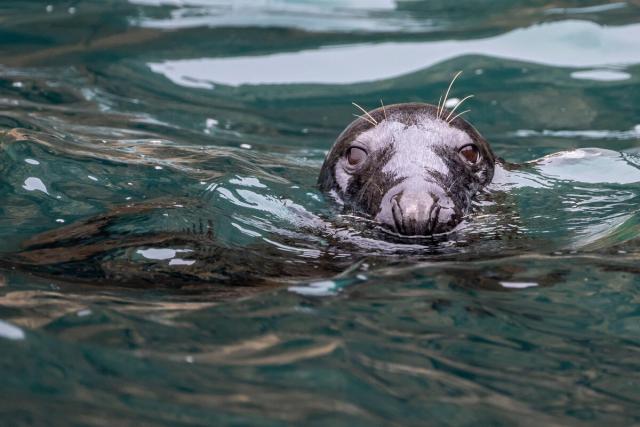 A grey seal (Halichoerus grypus) swims in the water at Câr-Y-Môr Seaweed farm in St Davids, Pembrokeshire, Wales.