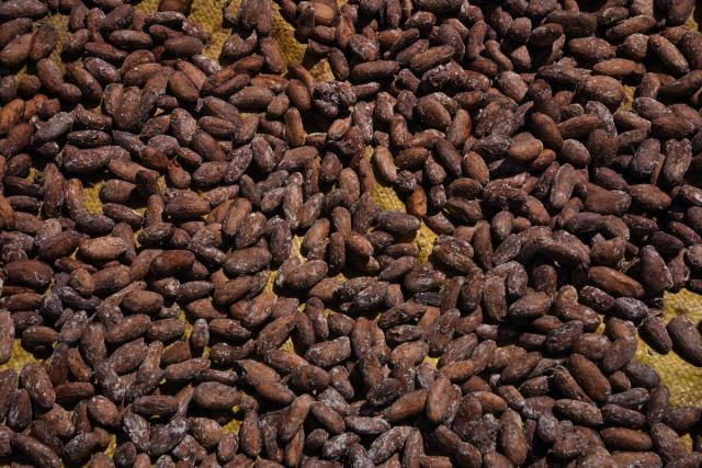 Coffee production made by the Paiter Suruí people inside the Sete de Setembro Indigenous Land. The whole process is pesticide free and integrated with the conservation of the forest. Rondônia, Amazon