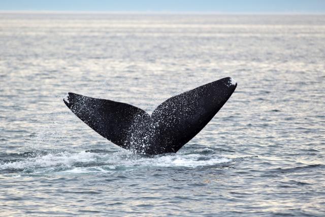 North Atlantic right whale off Grand Manan Island, Bay of Fundy, New Brunswick, Canada.