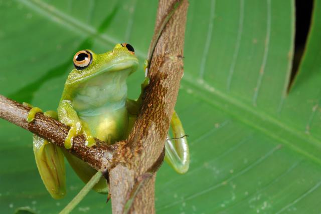 Frog (Hyla granosa) found in Terra do Meio, Amazon, Brazil.